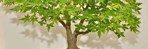 Acer Palmatum, maple